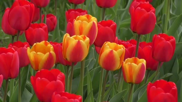 El tulipán se balancea en el viento
 - Imágenes, Vídeo