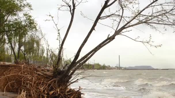 Raízes de árvores lavadas na praia
 - Filmagem, Vídeo