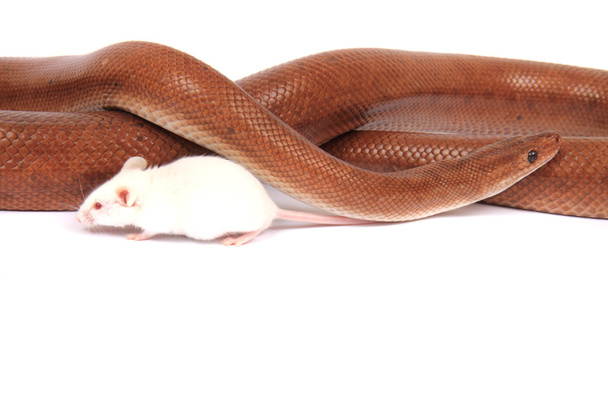 φίδι Μπόα Rainbow και το ποντίκι του φίλος - Φωτογραφία, εικόνα