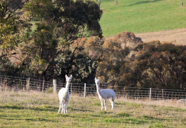 dvě bílé alpaky. Tablelands poblíž oberon. Nový Jižní wales. Austrálie. - Fotografie, Obrázek