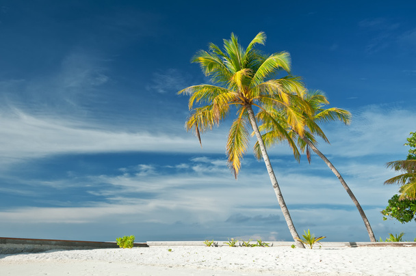 Kaunis trooppinen ranta palmuineen, valkoinen hiekka ja sininen taivas valkoisilla pilvillä
  - Valokuva, kuva