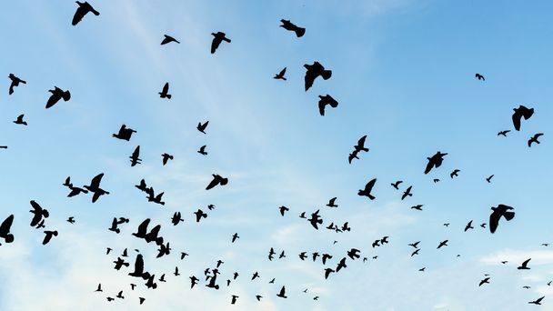 Стая летающих птиц  - Фото, изображение