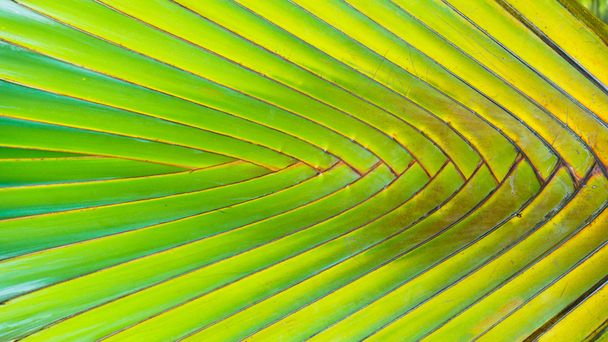Stalk leaf of bases on a Travelers Palm or Ravenala madagascarie - Foto, Imagem