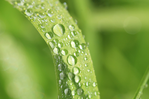 Dew drop on a blade of grass - Photo, Image