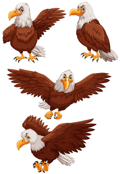 Quatro águias em diferentes ações
 - Vetor, Imagem