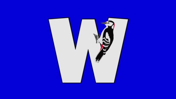 Kirjain W ja Woodpecker (etualalla)
) - Materiaali, video