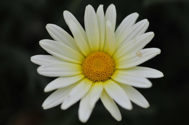 White daisy - Foto, Imagem