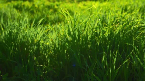 Greeen environment. Fresh spring grass backlit by sun - Filmati, video