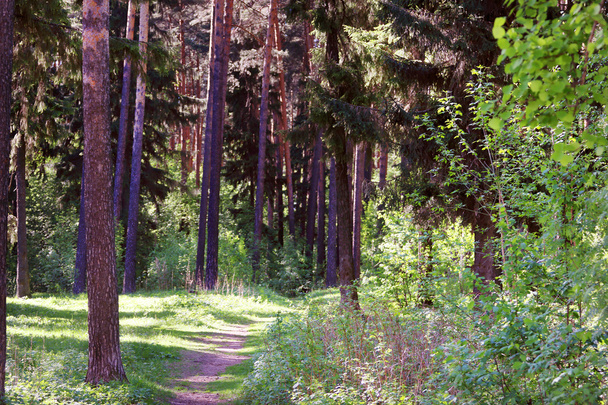 Beautiful forest with pine trees and path at summer sunny day - Photo, image