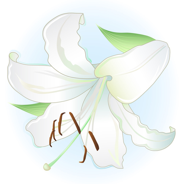White flat lay lily - Vetor, Imagem