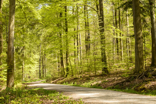 chemin de terre dans les bois printaniers, Stuttgart
 - Photo, image
