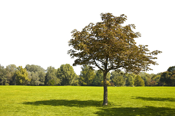 Eristetty puu vihreällä niityllä täydellisellä valkoisella taustalla
 - Valokuva, kuva