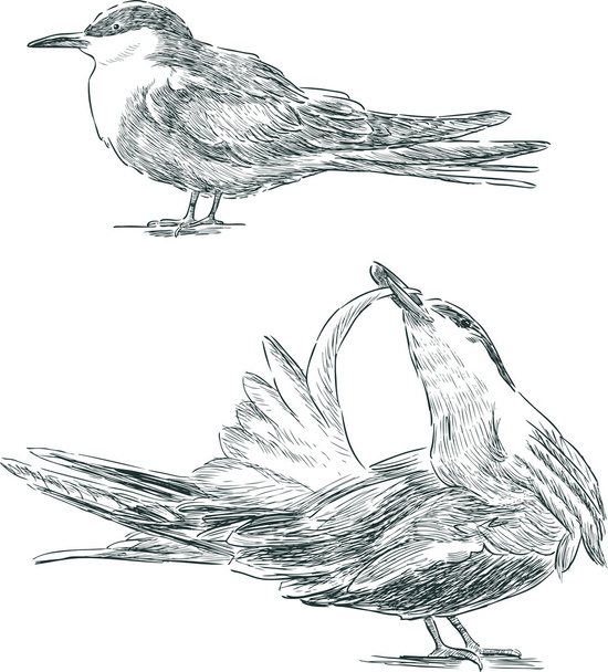 sketches of the terns - Vector, Image