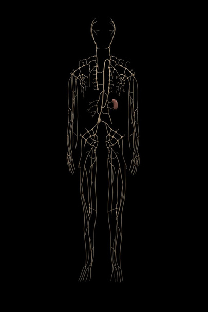 renderizações 3d do sistema linfático
 - Foto, Imagem