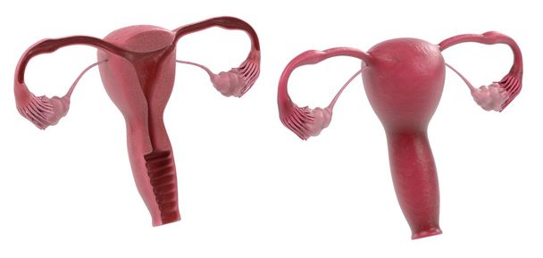 renderizações 3d do sistema reprodutivo feminino
 - Foto, Imagem