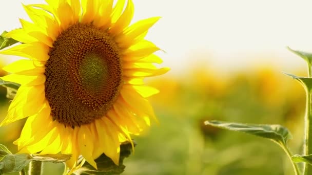 zonnebloemenveld in de zomer - Video