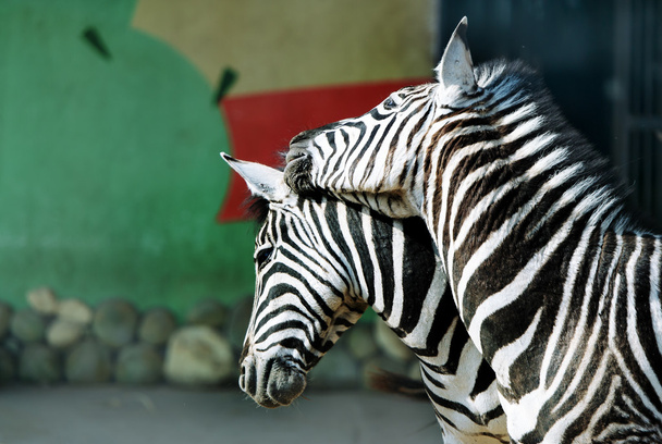 Zebre in uno zoo
. - Foto, immagini