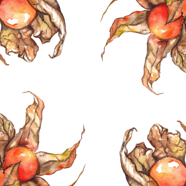 Aquarelle dessinée à la main physalis hiver cerise cape groseille fruit baie cadre isolé
 - Photo, image