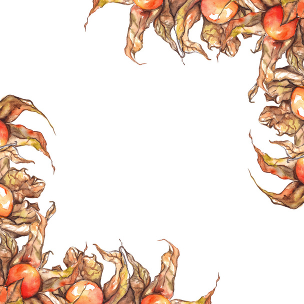 Acuarela dibujado a mano physalis invierno cereza capa grosella fruta bayas marco aislado
 - Foto, Imagen