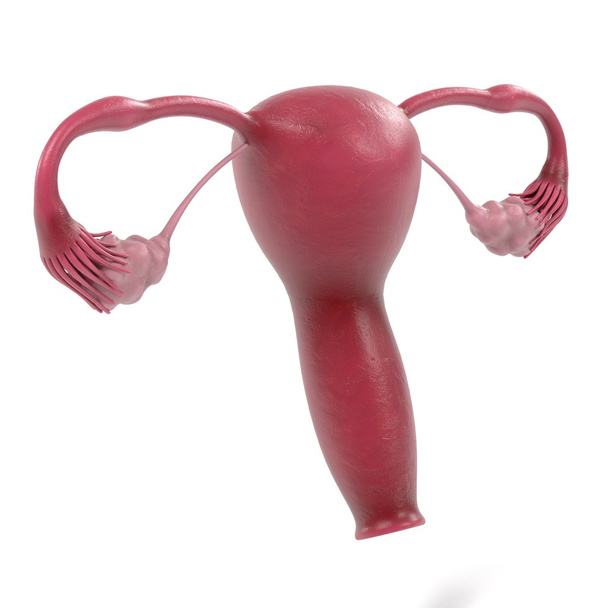 3d renderings of female reproductive system - Photo, Image