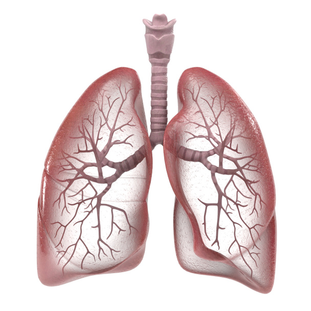 3D vizualizace lidský dýchací systém - Fotografie, Obrázek