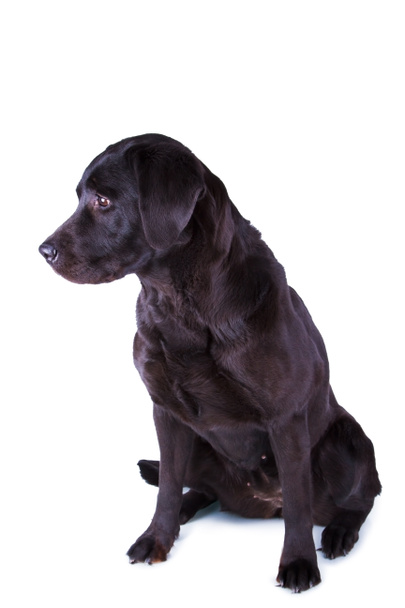 Černý labrador, samostatný  - Fotografie, Obrázek