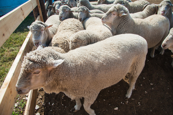 Sheep on a farm - Foto, immagini