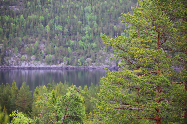 Tinnsja lake, Norway - Foto, Imagen