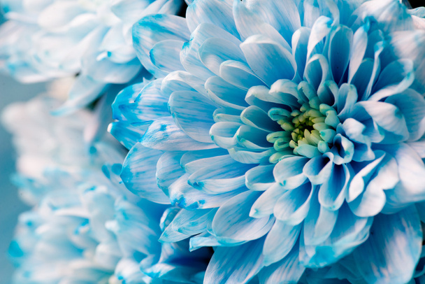 blauwe chrysant bloemen dicht omhoog, macro - Foto, afbeelding