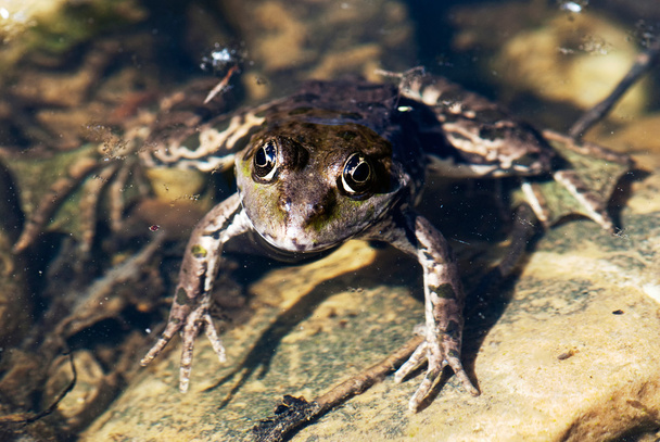 The frog is heated - Photo, Image