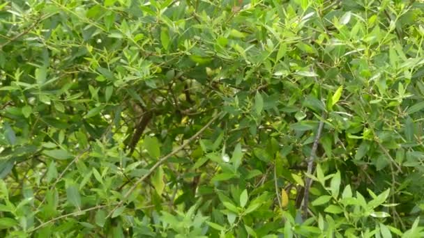 Phillyrea latifolia patřící do čeledi olivovníkovité - Záběry, video