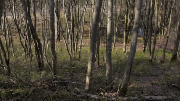 sport runner in forest - Кадри, відео