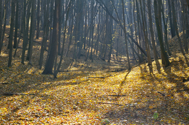 天気の良い秋の森 - 写真・画像