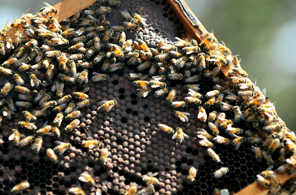 L'industrie du miel d'Israël
 - Photo, image