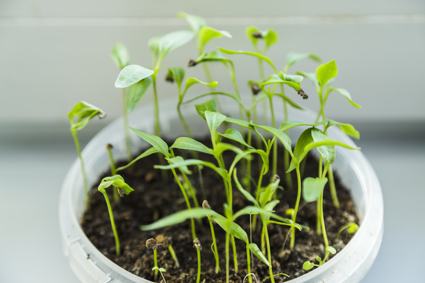 Sprouting tomato seedlings - Fotó, kép