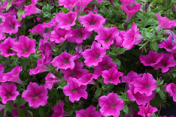 fioletowe kwiaty petunia w tło wiosna, piękny - Zdjęcie, obraz