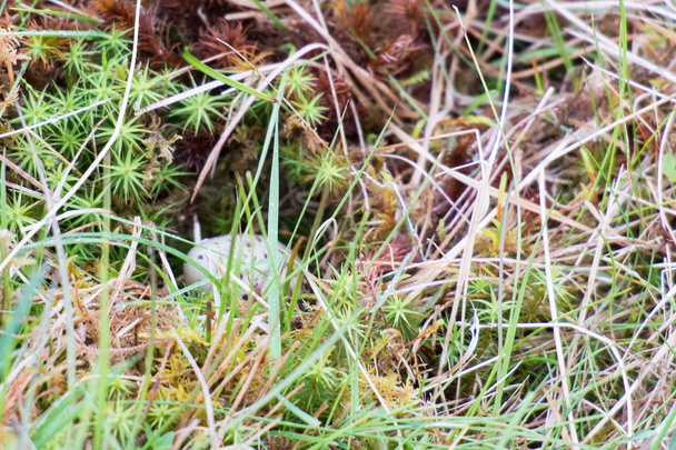 牧草地のミヤコドリの卵 - 写真・画像