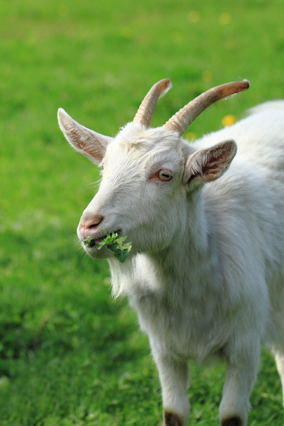 white goat in the green gras - Photo, Image