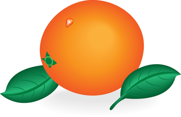 vector image of orange and leaf. - Vektör, Görsel
