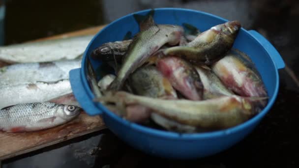 frissen fogott halat ruff - Felvétel, videó