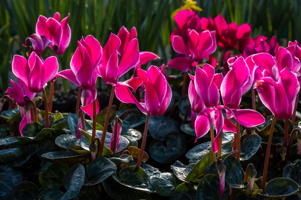 farbenfrohe Gartenblume Cyclamen - Foto, Bild