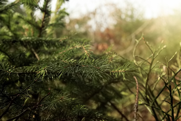 fresh green pine  - Фото, изображение