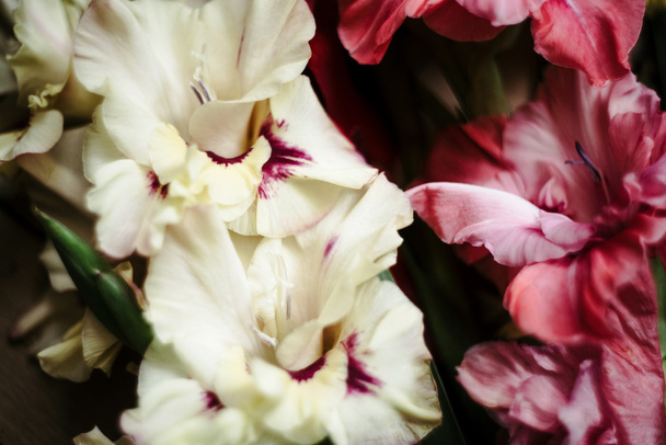 bouquet elegante di gladioli colorati
  - Foto, immagini