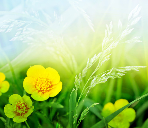 Лютик полевых цветов
 - Фото, изображение