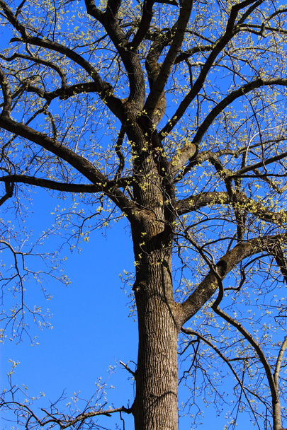 Осеннее дерево и глубокое голубое небо
 - Фото, изображение