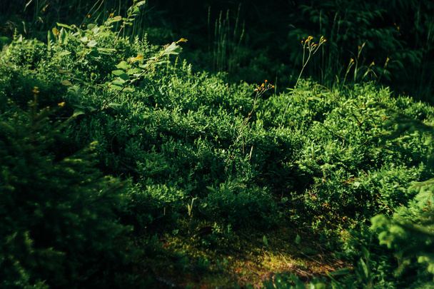 amazing beautiful view of moss and grass - Zdjęcie, obraz