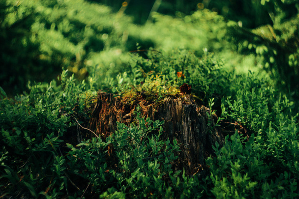 amazing beautiful view of moss and grass - Фото, изображение