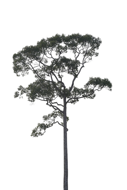 тропічне дерево ізольоване на білому тлі
. - Фото, зображення