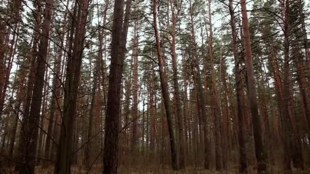 Floresta de pinheiro no início da manhã
 - Filmagem, Vídeo