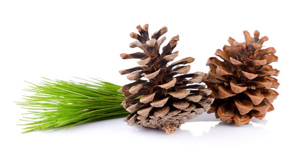 Pine cones isolated on white background - Фото, изображение